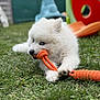 animal, blue_eyes, chewing, cute, dog, fluffy, fun, garden, grass, lying_down, outdoor, pet, play, playground, puppy, rope_toy, summer, toy, white_fur, young_dog