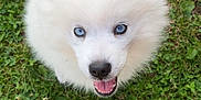 Aïka participe au concours pour gagner de l'argent avec cette photo : adorable, animal, blue_eyes, canine, closeup, cute, dog, fluffy, grass, happy, leash, nature, outdoor, pet, playful, puppy, smiling, tongue_out, white_fur, young_dog