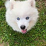 Aïka participe au concours pour gagner de l'argent avec cette photo : puppy, dog, white_fur, blue_eyes, grass, outdoor, leash, pet, cute, happy, animal, canine, fluffy, nature, tongue_out, young_dog, playful, smiling, closeup, adorable