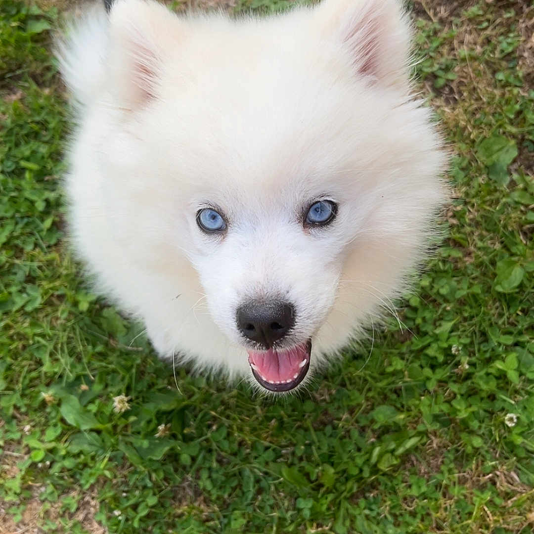 Aïka participe au concours pour gagner de l'argent avec cette photo : adorable, animal, blue_eyes, canine, closeup, cute, dog, fluffy, grass, happy, leash, nature, outdoor, pet, playful, puppy, smiling, tongue_out, white_fur, young_dog