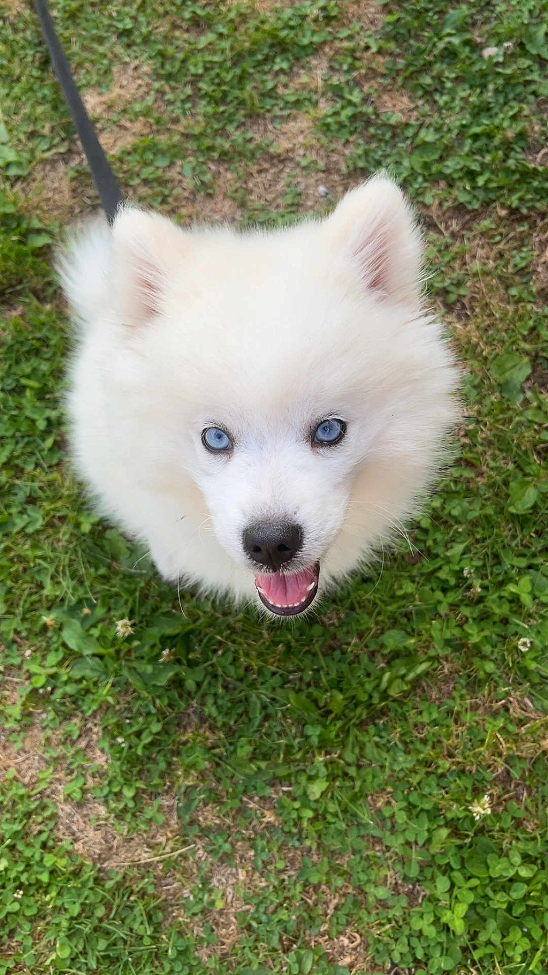 Aïka participe au concours pour gagner de l'argent avec cette photo : puppy, dog, white_fur, blue_eyes, grass, outdoor, leash, pet, cute, happy, animal, canine, fluffy, nature, tongue_out, young_dog, playful, smiling, closeup, adorable