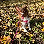 Arya a rejoint le concours — aidez-le/la à gagner de superbes lots ! animal, autumn, brown, cute, dog, ears, grass, happy, harness, leash, leaves, nature, outdoor, park, pet, playful, puppy, sitting, sunlight, white