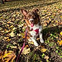 animal, autumn, brown, cute, dog, ears, grass, happy, harness, leash, leaves, nature, outdoor, park, pet, playful, puppy, sitting, sunlight, white