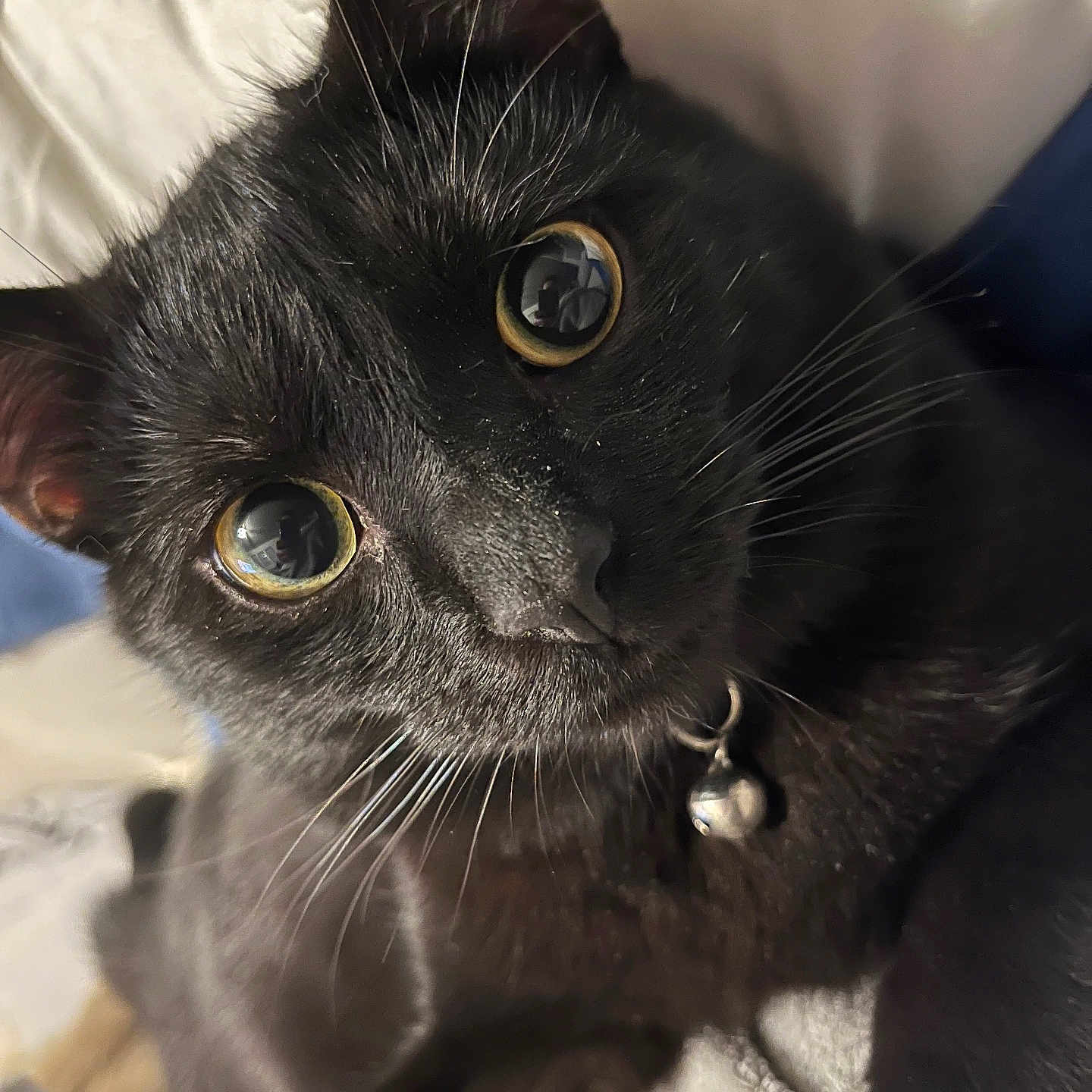 Onyx a rejoint le concours — aidez-le/la à gagner de superbes lots ! abyssinian, animal, blackcat, cat, kitten, manx, pet