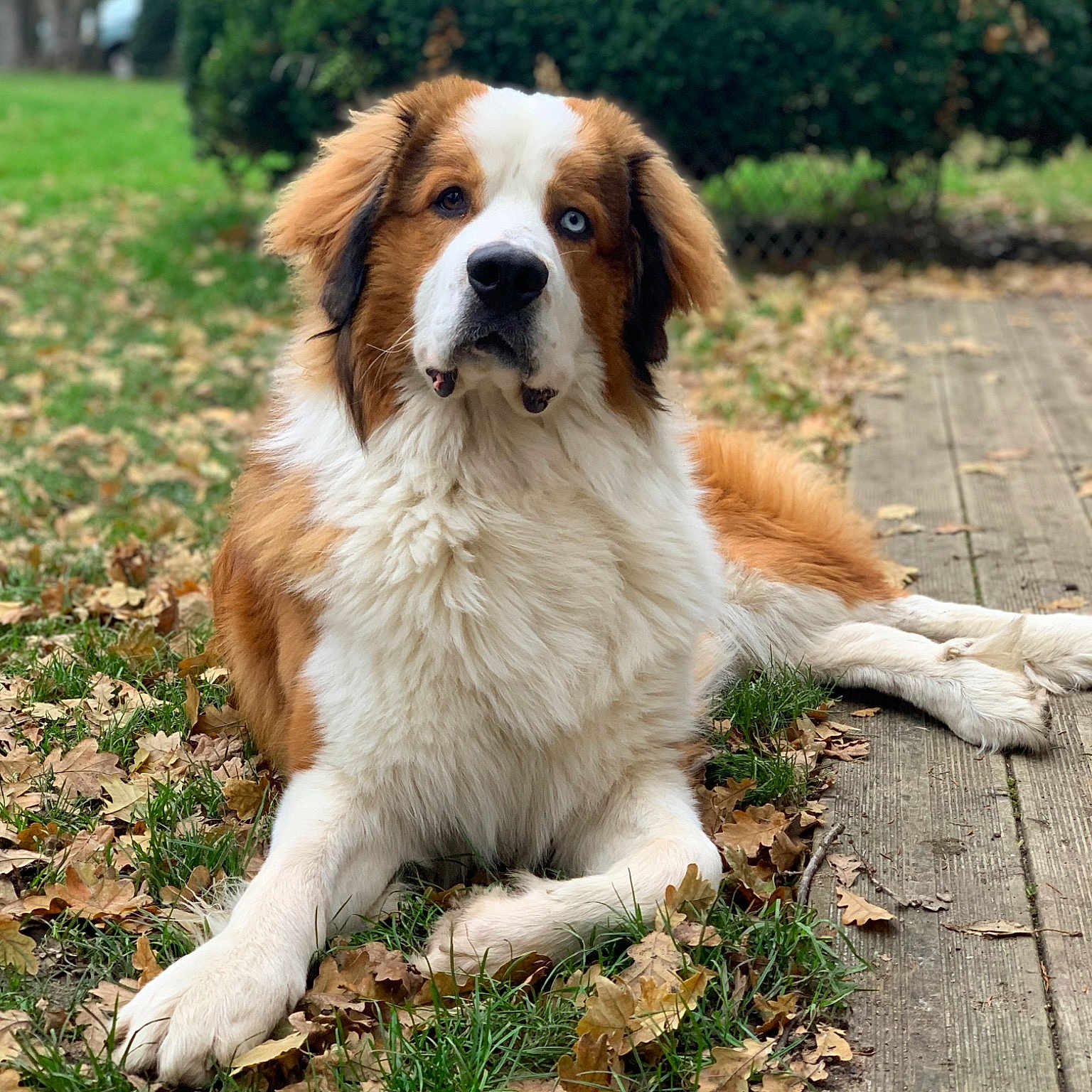 Aristote
