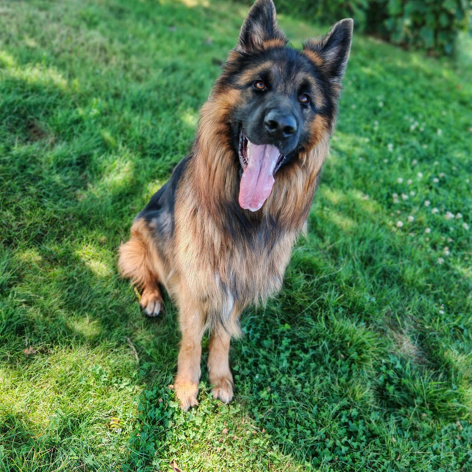 Urus a rejoint le concours — aidez-le/la à gagner de superbes lots ! animal, bodypart, canine, dog, field, germanshepherd, grass, grassland, green, lawn, mouth, nature, outdoors, person, pet, plant, policedog, puppy, tongue, yard
