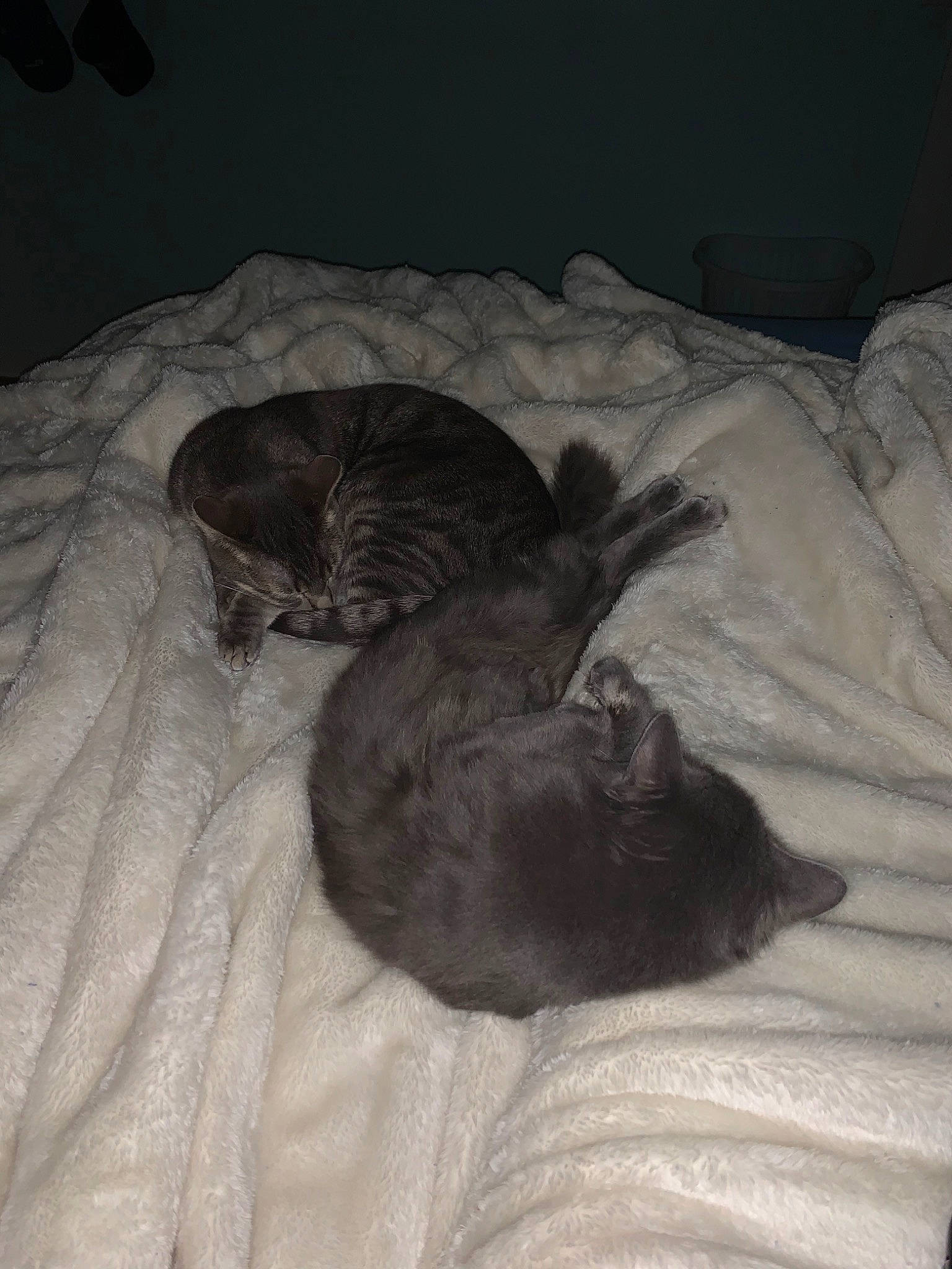 Lucy is registered to the contest to win money with this photo: bed, carnivore, cat, comfort, felidae, nap, sleep, small_to_medium_sized_cats, tail, whiskers