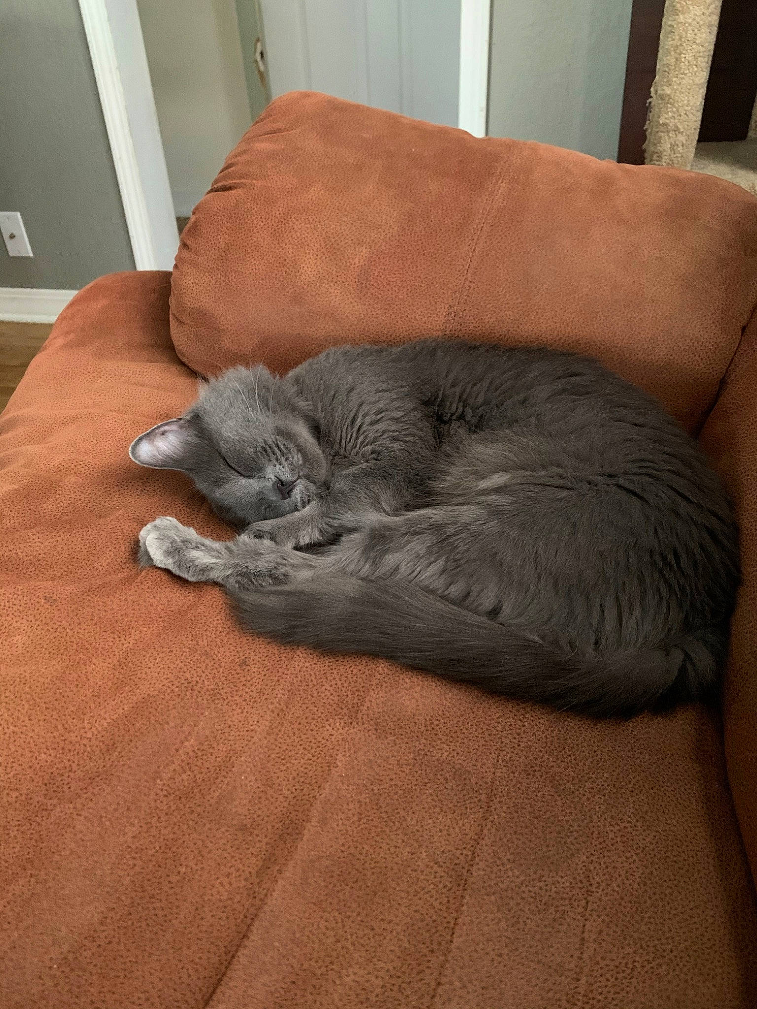 Lucy is registered to the contest to win money with this photo: british_shorthair, carnivore, cat, chartreux, comfort, domestic_short_haired_cat, felidae, furniture, korat, nap, nebelung, russian_blue, sleep, small_to_medium_sized_cats, whiskers, wood