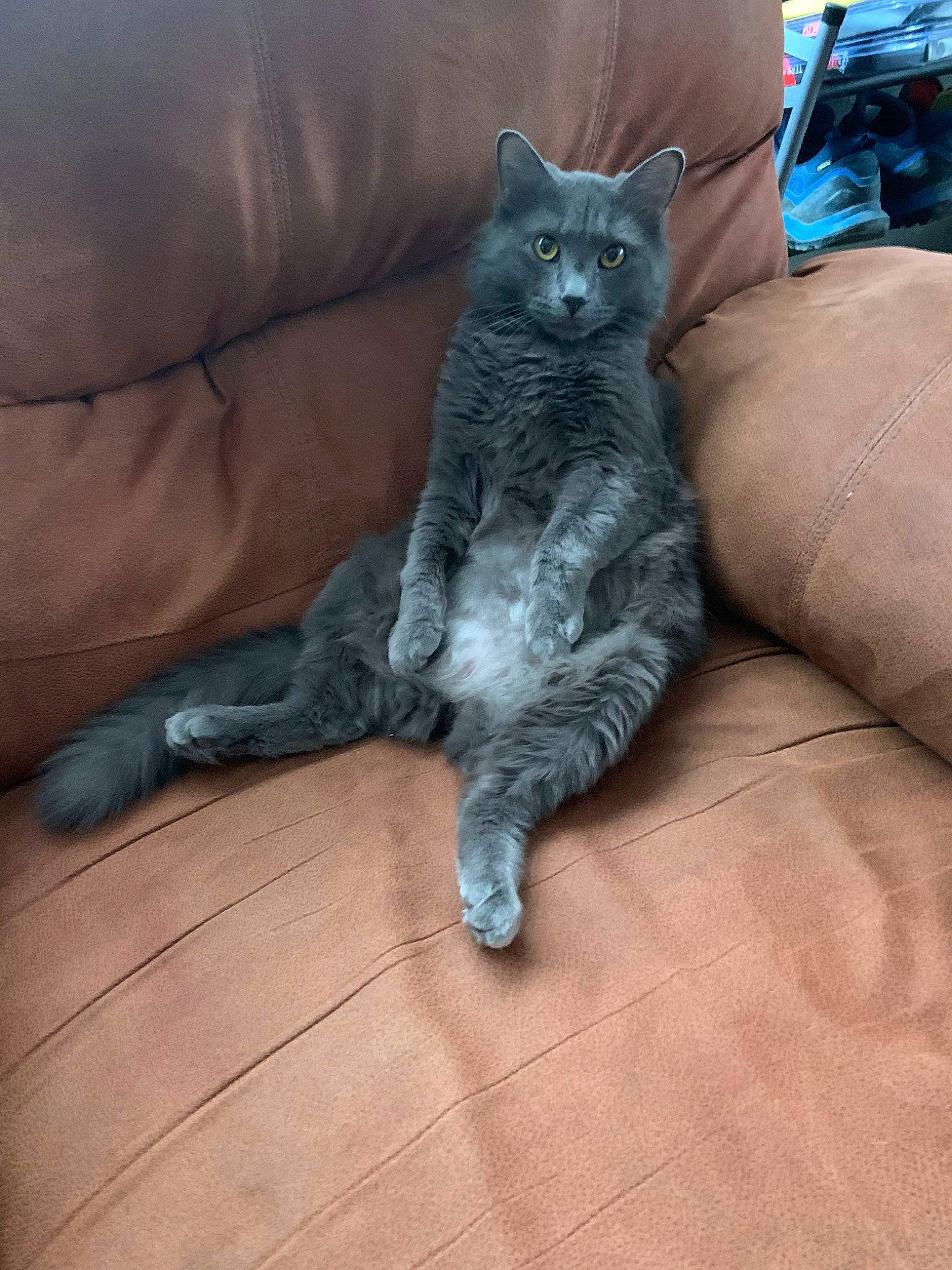 Lucy joined the competition — help win amazing prizes! asian, british_longhair, british_semi_longhair, british_shorthair, carnivore, cat, chartreux, domestic_long_haired_cat, domestic_short_haired_cat, european_shorthair, felidae, fur, kitten, korat, mammal, nebelung, russian_blue, small_to_medium_sized_cats, vertebrate, whiskers