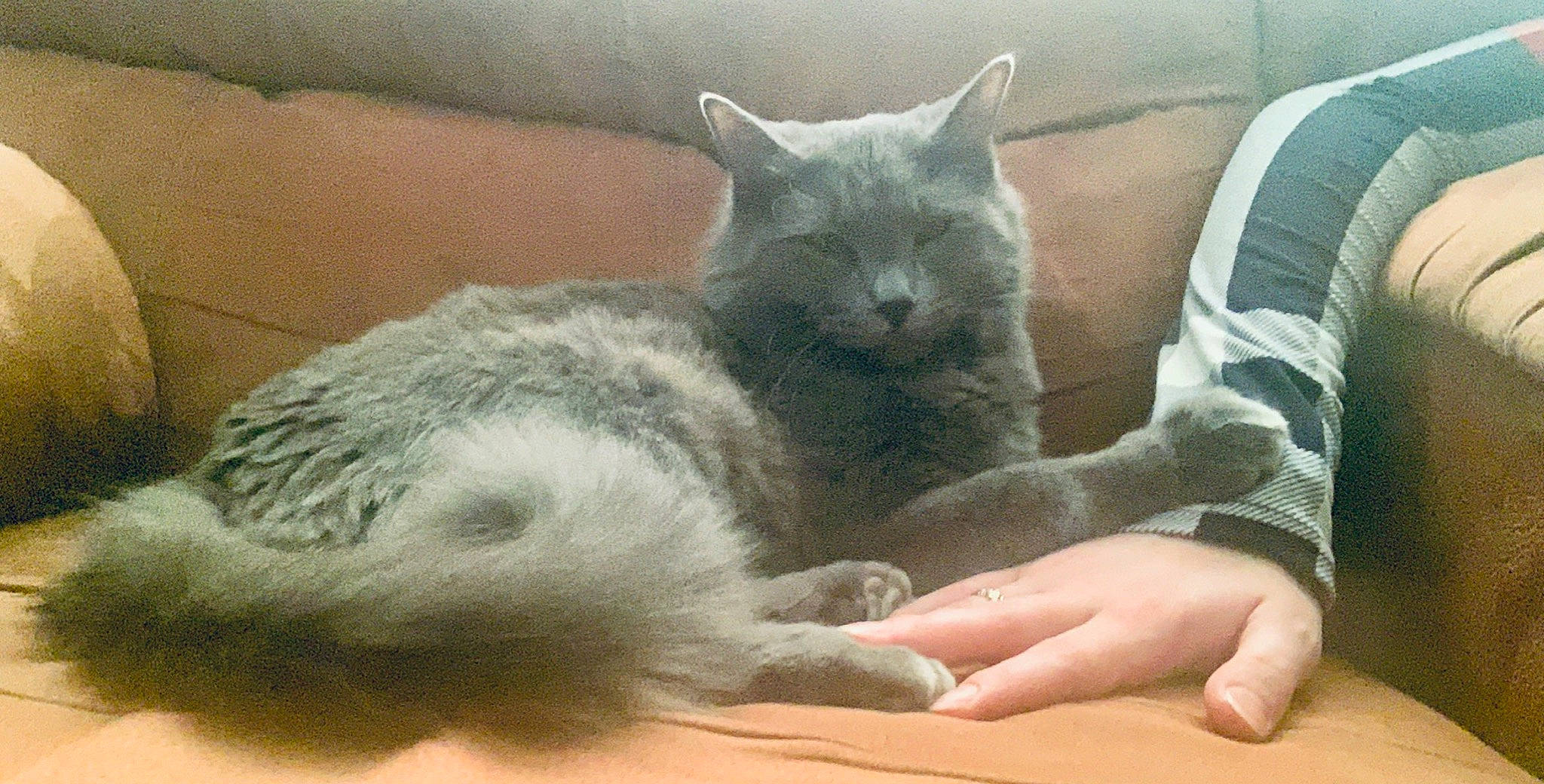 Lucy is registered to the contest to win money with this photo: asian, british_longhair, british_semi_longhair, british_shorthair, carnivore, cat, chartreux, domestic_short_haired_cat, felidae, fur, german_rex, korat, mammal, nap, nebelung, russian_blue, small_to_medium_sized_cats, snout, vertebrate, whiskers