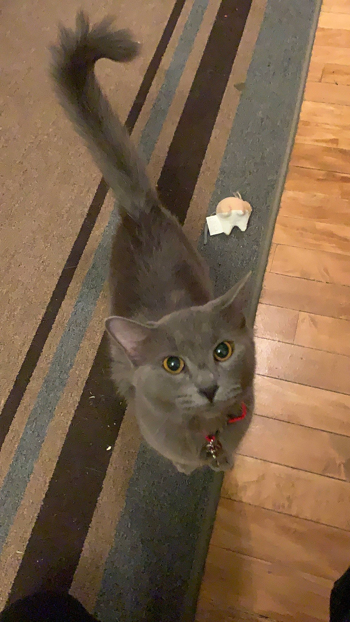 Lucy joined the competition — help win amazing prizes! burmese, carnivore, cat, domestic_short_haired_cat, fawn, felidae, korat, russian_blue, small_to_medium_sized_cats, tail, whiskers