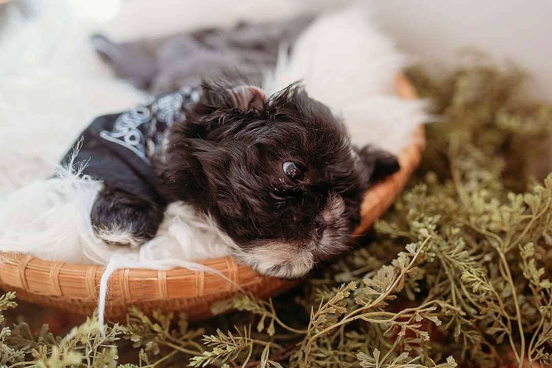 Herman joined the competition — help win amazing prizes! carnivore, companion_dog, dog, dog_bed, dog_breed, dog_supply, fawn, felidae, fur, grass, liver, paw, snout, soil, sporting_group, terrestrial_animal, terrier, toy_dog, whiskers, working_animal