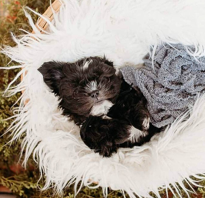 Herman is registered to the contest to win money with this photo: bow_tie, canidae, carnivore, cat_bed, claw, comfort, companion_dog, dog_breed, fashion_accessory, feather, felidae, fur, mammal, natural_material, small_to_medium_sized_cats, tail, terrestrial_animal, toy, vertebrate, whiskers