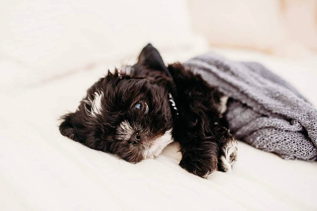 Herman is registered to the contest to win money with this photo: bed, bedding, canidae, carnivore, comfort, companion_dog, dog, dog_breed, felidae, fur, linens, liver, small_to_medium_sized_cats, snout, snow, sporting_group, tail, toy_dog, wool, working_animal