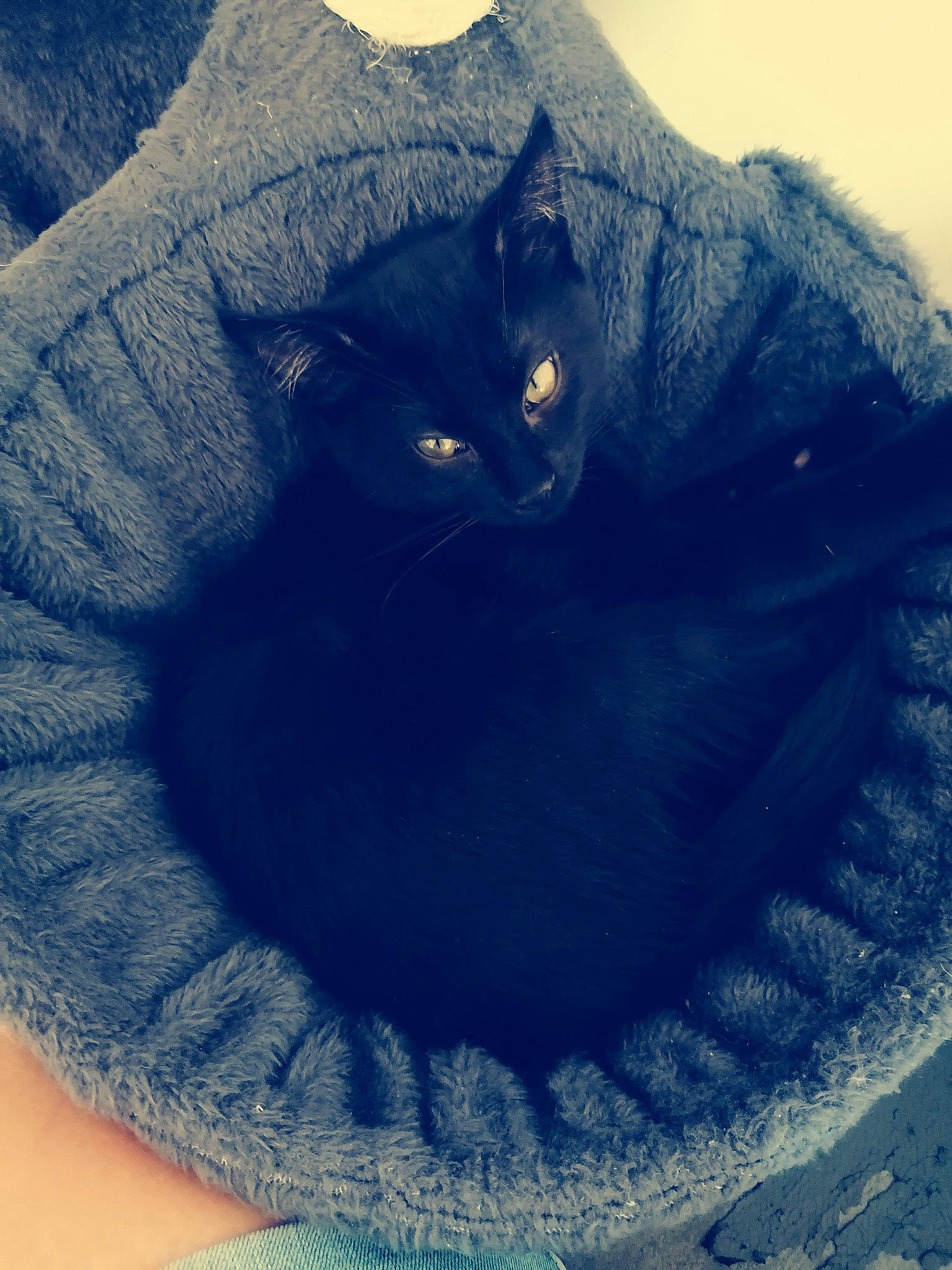 Passoa a rejoint le concours — aidez-le/la à gagner de superbes lots ! azure, black_cat, carnivore, cat, cat_bed, comfort, domestic_short_haired_cat, electric_blue, felidae, freezing, fur, iris, light, small_to_medium_sized_cats, snout, tail, whiskers, window, winter