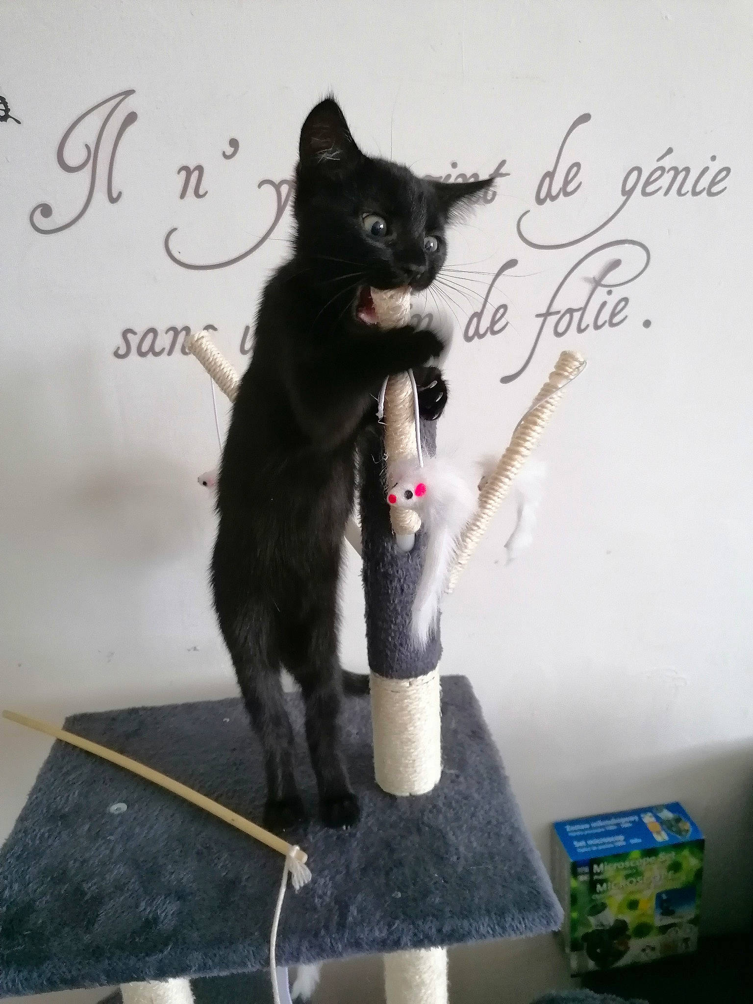 Passoa participe au concours pour gagner de l'argent avec cette photo : art, black_cat, bombay, canidae, carmine, carnivore, cat, cat_supply, collar, domestic_short_haired_cat, fashion_accessory, felidae, font, formal_wear, fur, handwriting, pet_supply, small_to_medium_sized_cats, tail, whiskers