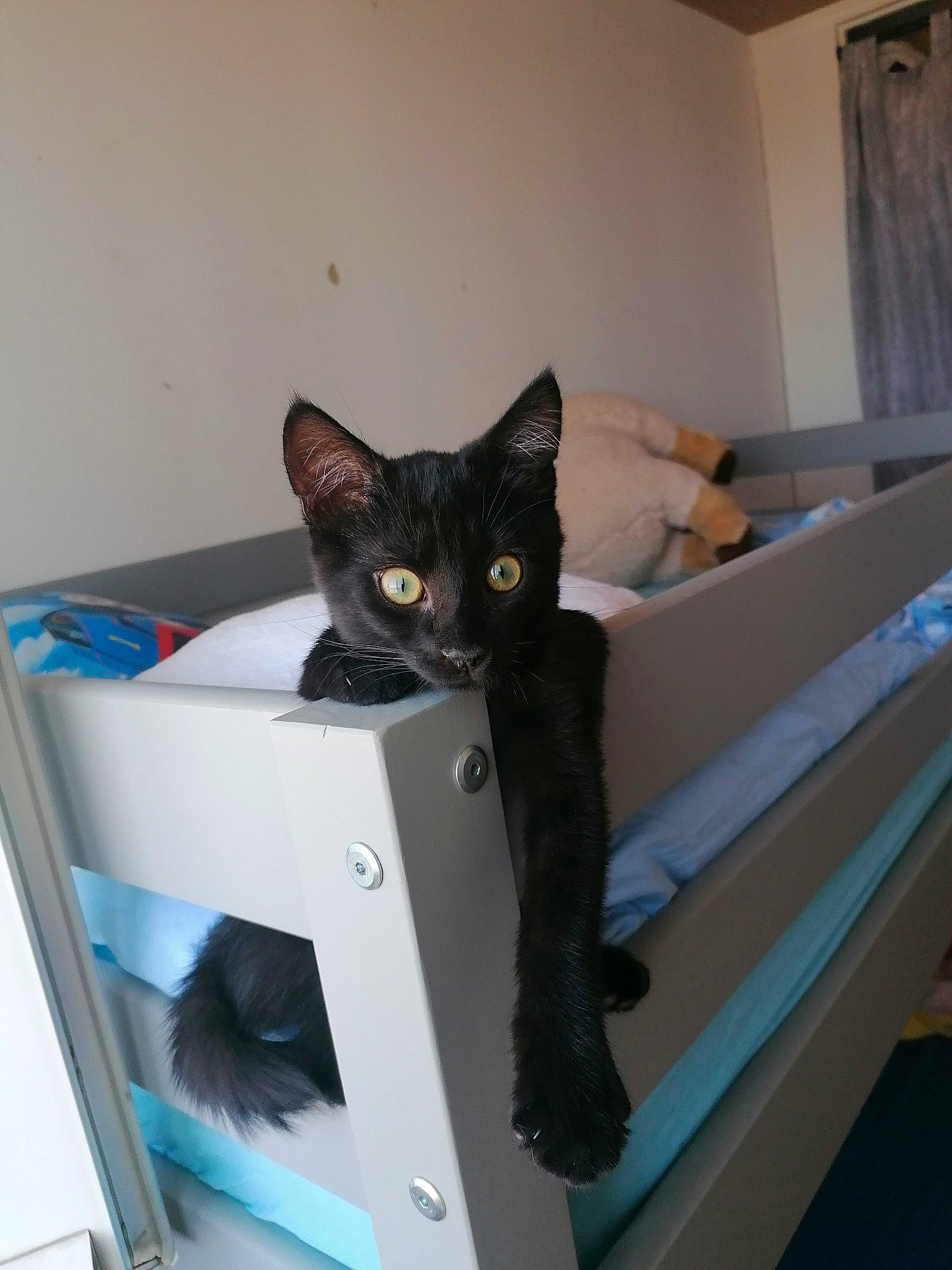 Passoa a rejoint le concours — aidez-le/la à gagner de superbes lots ! black_cat, box, cardboard, carnivore, cat, comfort, curtain, domestic_short_haired_cat, felidae, fur, grey, hardwood, paper_product, room, small_to_medium_sized_cats, stairs, tail, whiskers, wood