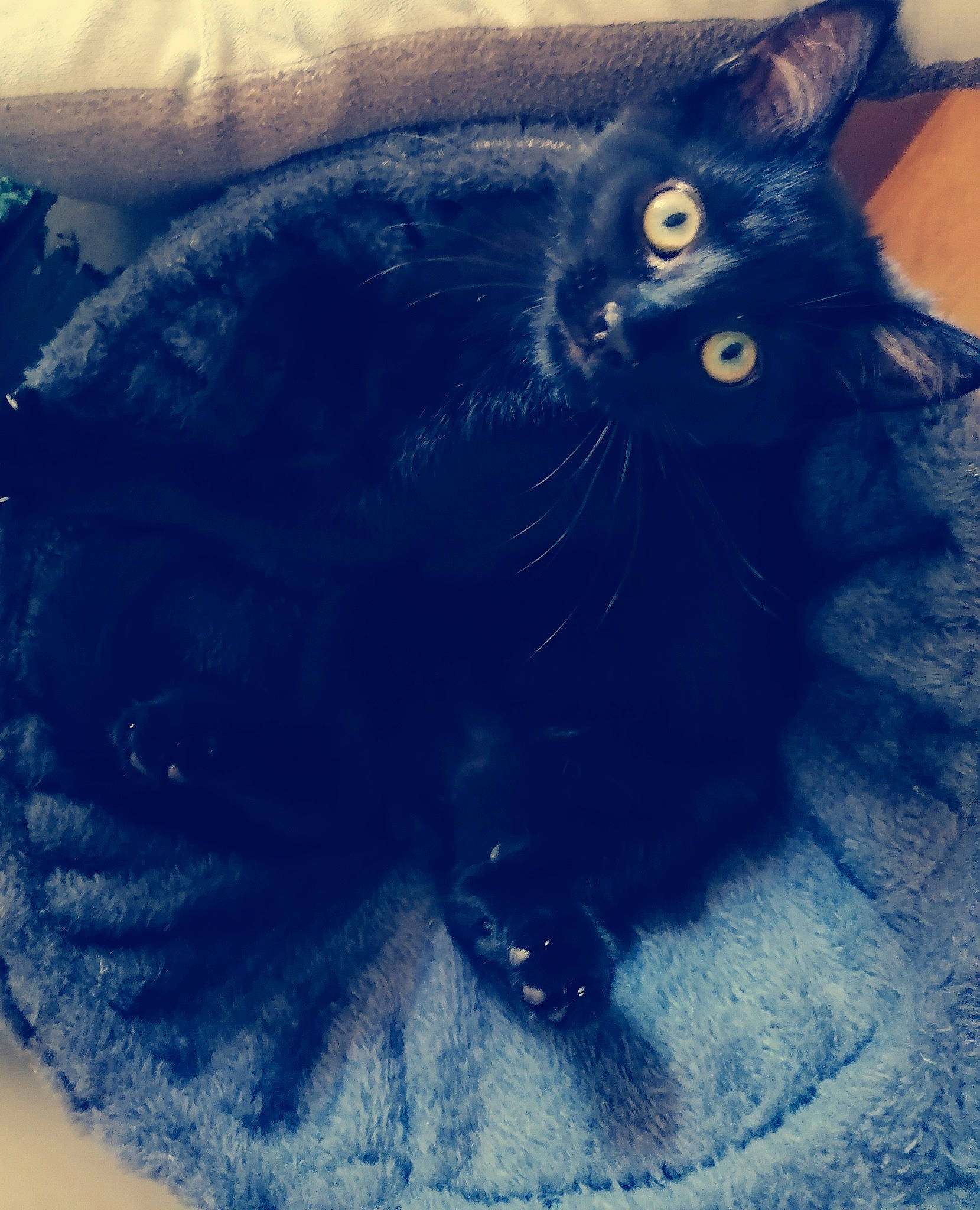 Passoa participe au concours pour gagner de l'argent avec cette photo : azure, black_cat, blue, bombay, carnivore, cat, claw, cloud, comfort, domestic_short_haired_cat, electric_blue, felidae, fur, paw, sky, small_to_medium_sized_cats, snout, tail, whiskers