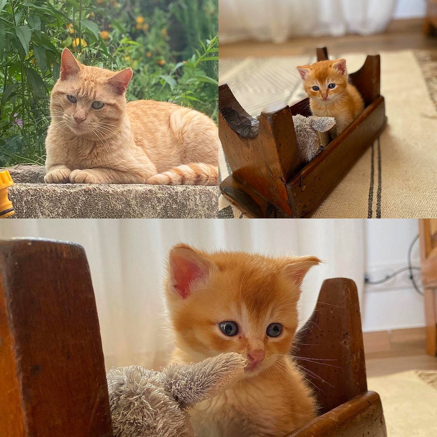 Rouxy a rejoint le concours — aidez-le/la à gagner de superbes lots ! art, carnivore, cat, cat_supply, collage, domestic_short_haired_cat, fawn, felidae, fur, grass, mammal, pattern, paw, photo_caption, puzzle, small_to_medium_sized_cats, tail, vertebrate, whiskers, wood