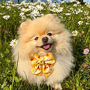 Sweety a rejoint le concours — aidez-le/la à gagner de superbes lots ! dog, pomeranian, puppy, fluffy, small_dog, cream_fur, bow_tie, smiling, tongue_out, meadow, daisies, wildflowers, grass, outdoors, nature, mountains, trees, sunlight, portrait, cute