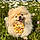 Sweety