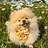 dog, pomeranian, puppy, fluffy, small_dog, cream_fur, bow_tie, smiling, tongue_out, meadow, daisies, wildflowers, grass, outdoors, nature, mountains, trees, sunlight, portrait, cute