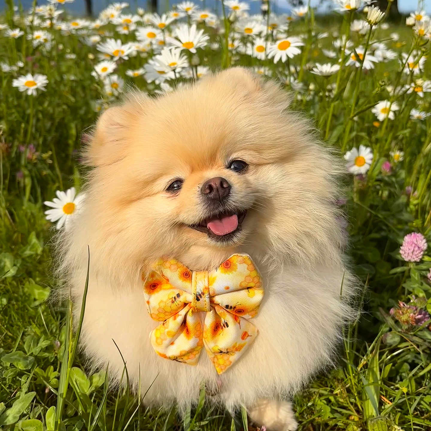 Sweety