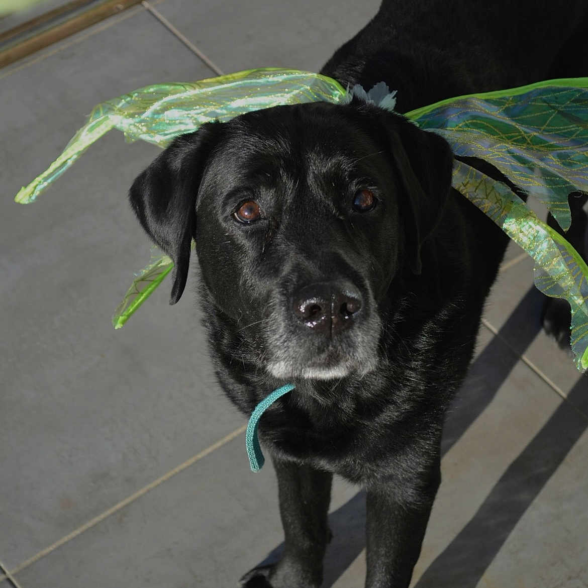 Kilos a rejoint le concours — aidez-le/la à gagner de superbes lots ! accessories, animal, boxer, bulldog, canine, dog, flagstone, hound, labradorretriever, leash, path, pet, pitbull, pointer, puppy, slate, strap, tile, walkway, wood