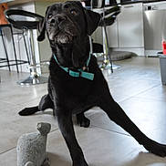 Kilos participe au concours pour gagner de l'argent avec cette photo : accessories, animal, barstool, bulldog, canine, cutlery, dog, furniture, hardwood, hound, indoors, labradorretriever, pet, plywood, pointer, pug, puppy, spoon, strap, wood