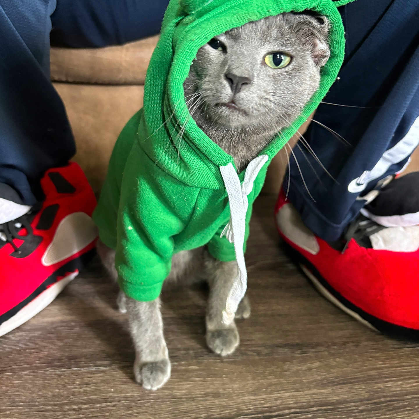 Sardine is registered to the contest to win money with this photo: animal, apparel, cat, close_up, clothing, costume, cute, feline, floor, footwear, gray_cat, green_hoodie, hoodie, indoor, pants, pet, pet_clothing, red_sneakers, sitting, wooden_floor