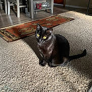 Sheeba joined the competition — help win amazing prizes! animal, black_cat, carpet, cat, chair, cozy, dining_table, domestic_animal, floor, furniture, home, household, indoor, light, pet, rug, shadow, sitting, whiskers, yellow_eyes