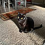 animal, black_cat, carpet, cat, chair, cozy, dining_table, domestic_animal, floor, furniture, home, household, indoor, light, pet, rug, shadow, sitting, whiskers, yellow_eyes