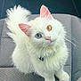 cat, white_cat, heterochromia, blue_eye, yellow_eye, fluffy, pet, animal, feline, car_seat, sitting, cute, curious, indoor, domestic_animal, fur, whiskers, pink_nose, ears, tail