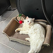 Kunafa participe au concours pour gagner de l'argent avec cette photo : cat, white_cat, fluffy_cat, pet, indoor, cardboard_scratch_pad, toy, cherry_toy, floor_tiles, relaxed, lounging, feline, animal, cute, domestic_cat, fur, whiskers, ears, tail, home