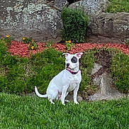 Kim Rego is registered to the contest to win money with this photo: alert, animal, black_patch, canine, collar, cute, daylight, dog, flowers, garden, grass, greenery, landscape, nature, outdoor, pet, portrait, rocks, sitting, white_dog