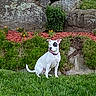 alert, animal, black_patch, canine, collar, cute, daylight, dog, flowers, garden, grass, greenery, landscape, nature, outdoor, pet, portrait, rocks, sitting, white_dog