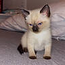 kitten, siamese, cat, blue_eyes, pet, animal, feline, young, cute, indoor, bed, pillow, fur, small, sitting, looking, whiskers, ears, tail, curious