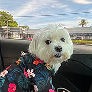 Capone joined the competition — help win amazing prizes! dog, white_dog, fluffy, pet, animal, car_interior, shirt, floral_pattern, window, sky, trees, building, daytime, cute, looking_back, seat, door_panel, glasses, outdoor_view, casual