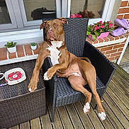 Rita a rejoint le concours — aidez-le/la à gagner de superbes lots ! dog, brown_dog, wicker_chair, wooden_deck, flower_pot, plant, ashtray, window, brick_wall, purple_clogs, relaxed, pet, outdoor, paw, white_paw, furniture, casual, sunlight, leisure, portrait