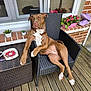 dog, brown_dog, wicker_chair, wooden_deck, flower_pot, plant, ashtray, window, brick_wall, purple_clogs, relaxed, pet, outdoor, paw, white_paw, furniture, casual, sunlight, leisure, portrait