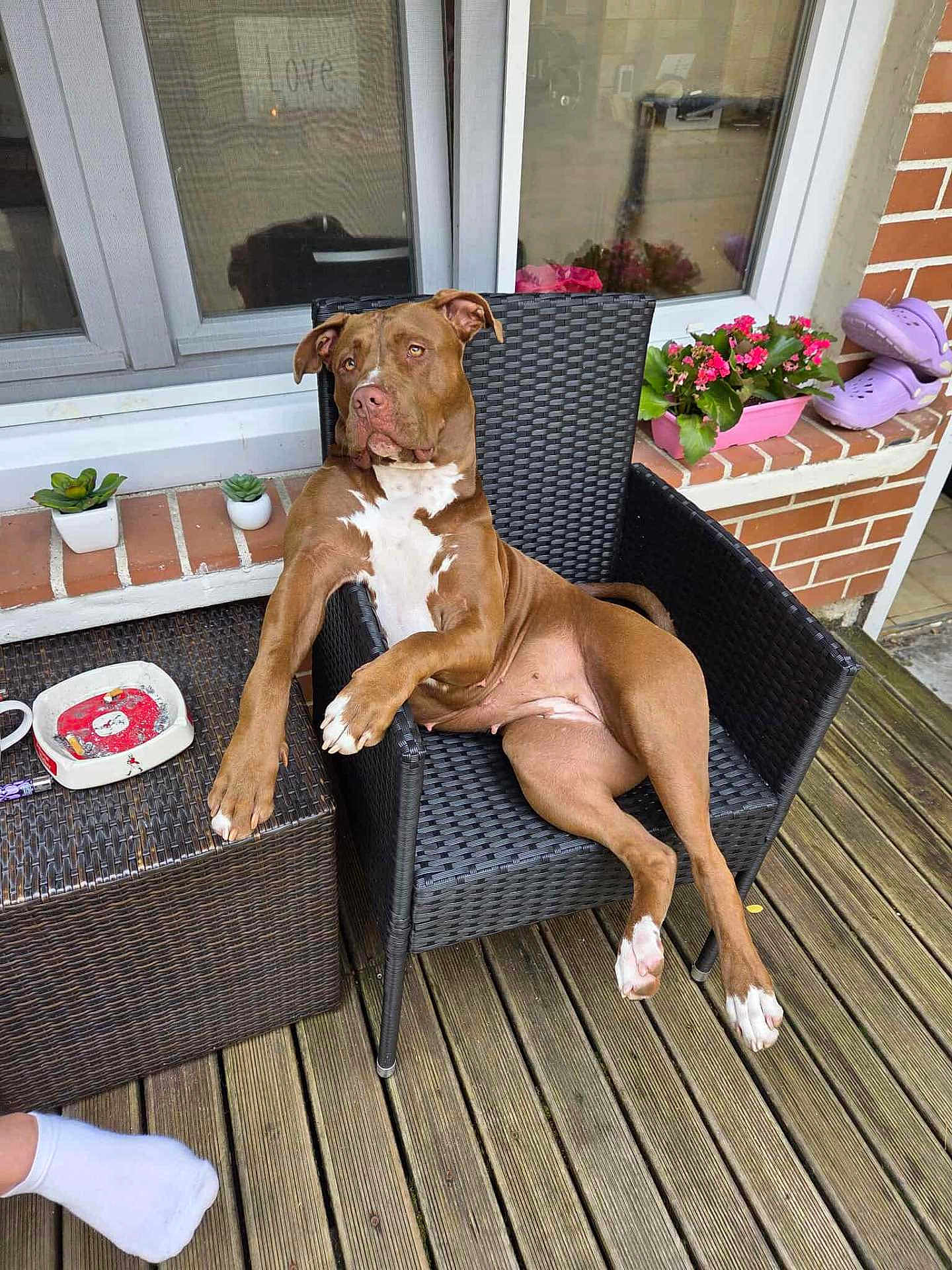 Rita a rejoint le concours — aidez-le/la à gagner de superbes lots ! dog, brown_dog, wicker_chair, wooden_deck, flower_pot, plant, ashtray, window, brick_wall, purple_clogs, relaxed, pet, outdoor, paw, white_paw, furniture, casual, sunlight, leisure, portrait