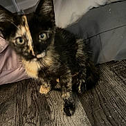 Sweety is registered to the contest to win money with this photo: kitten, cat, tortoiseshell, pet, animal, feline, floor, wood_floor, indoor, young, curious, sitting, furry, small, cute, cushion, fabric, gray, pink, domestic