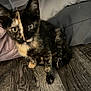 kitten, cat, tortoiseshell, pet, animal, feline, floor, wood_floor, indoor, young, curious, sitting, furry, small, cute, cushion, fabric, gray, pink, domestic