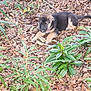 animal, brown, canine, curious, cute, dog, forest_floor, fur, green, ground, leaves, nature, outdoor, pet, plants, playful, puppy, small, wood, young