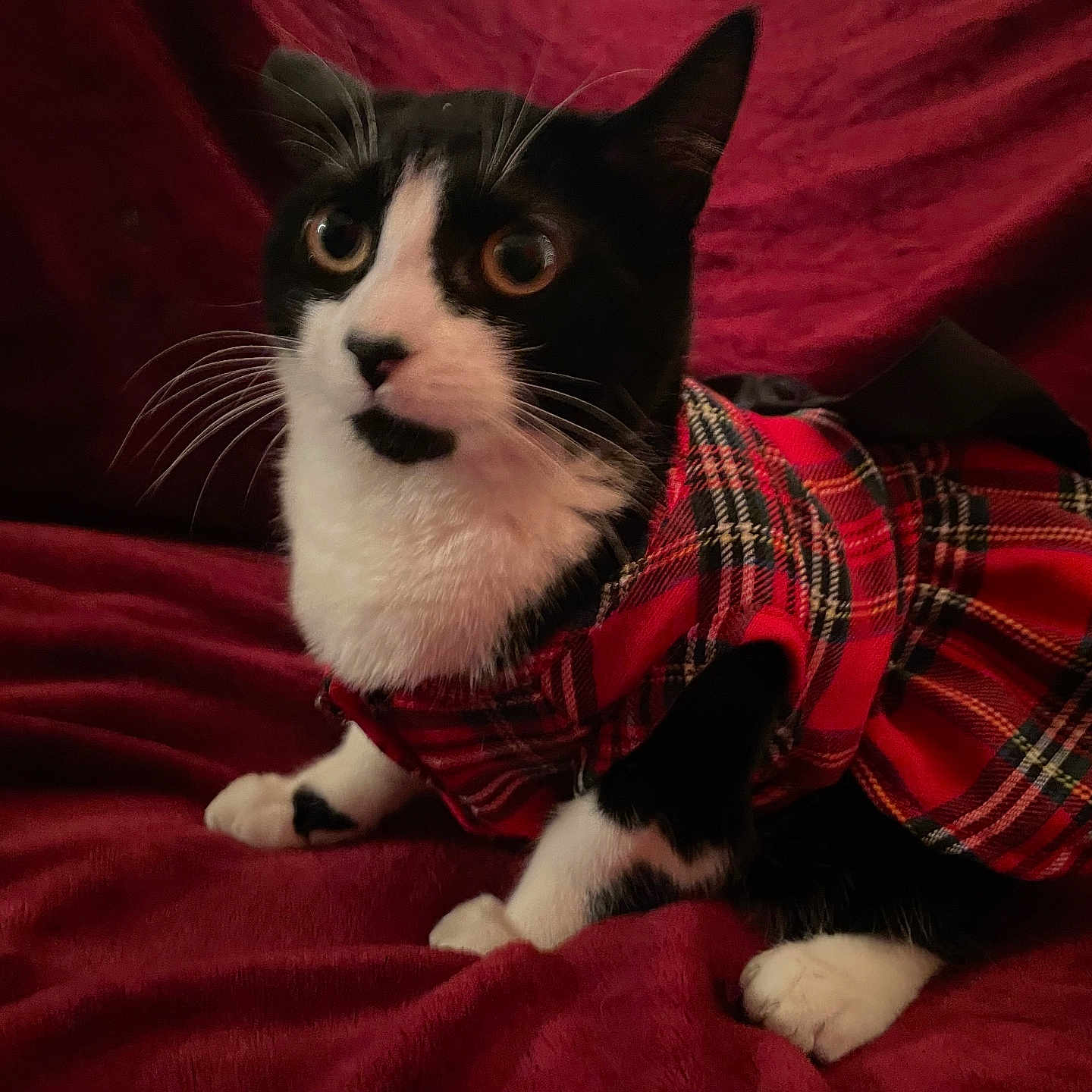 Cleo is registered to the contest to win money with this photo: alert, animal, black_and_white, cat, clothing, costume, cute, fabric, feline, fur, indoor, paws, pet, plaid, portrait, red, sitting, soft, tuxedo_cat, whiskers