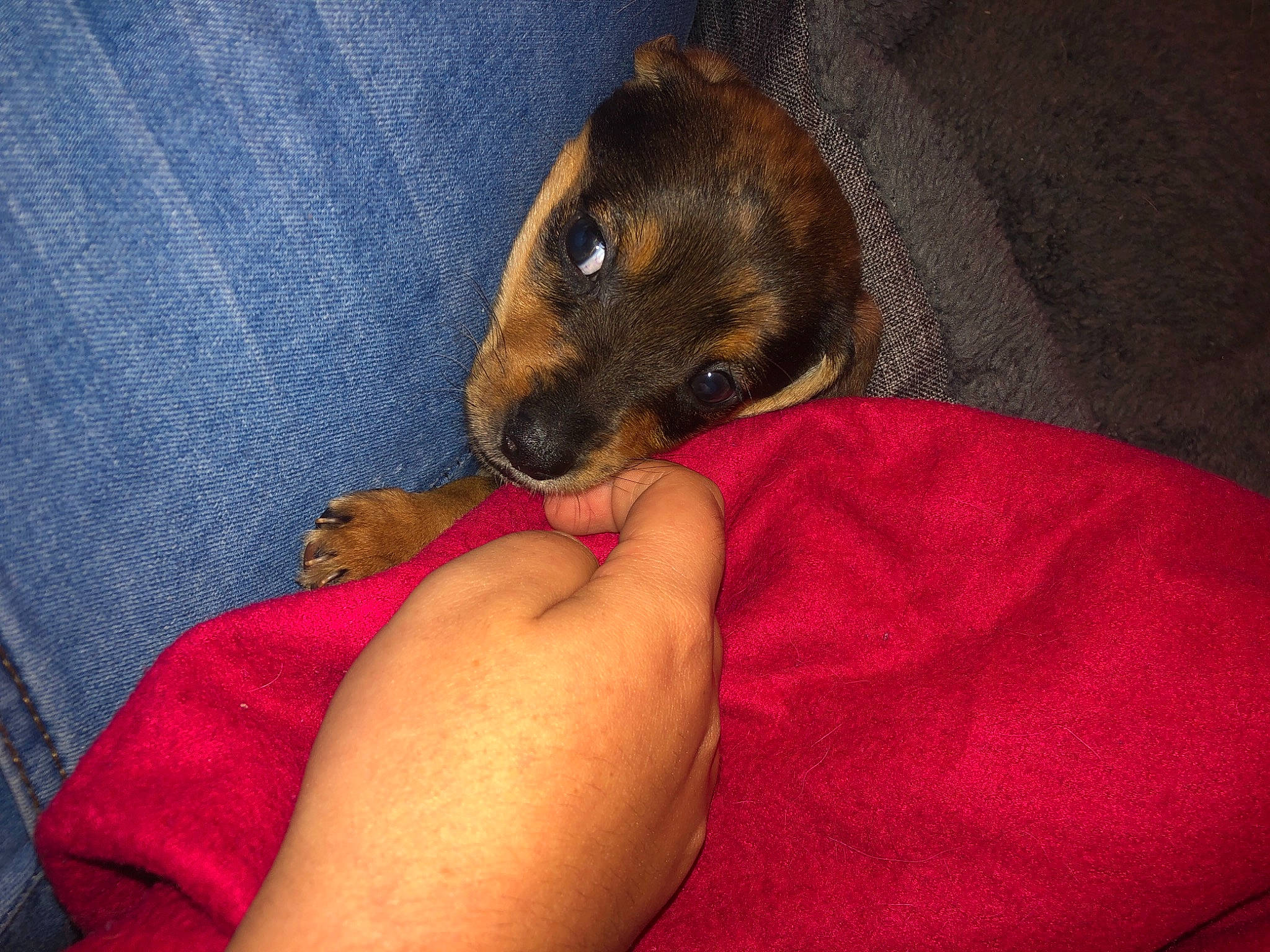 Rio participe au concours pour gagner de l'argent avec cette photo : canidae, carnivore, companion_dog, dog, dog_breed, fawn, mammal, miniature_pinscher, pinscher, puppy, toy_dog, vertebrate