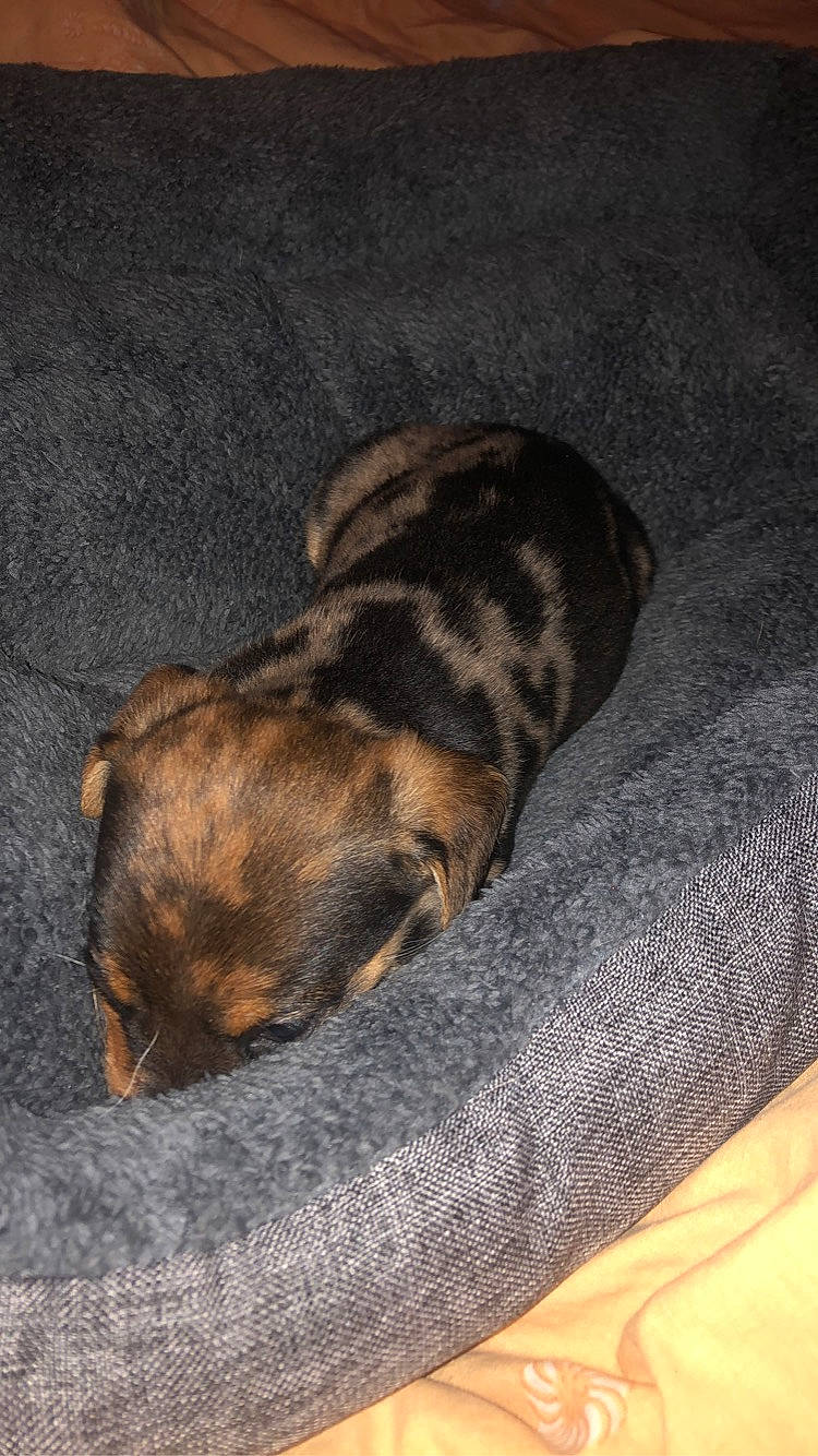 Rio participe au concours pour gagner de l'argent avec cette photo : canidae, carnivore, companion_dog, dog, dog_bed, dog_breed, fawn, mammal, puppy