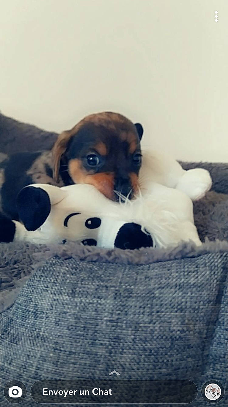 Rio participe au concours pour gagner de l'argent avec cette photo : beagle, brazilian_terrier, canidae, carnivore, companion_dog, danish_swedish_farmdog, dog, dog_breed, fox_terrier, jack_russell_terrier, mammal, miniature_fox_terrier, puppy, rat_terrier, russell_terrier, vertebrate