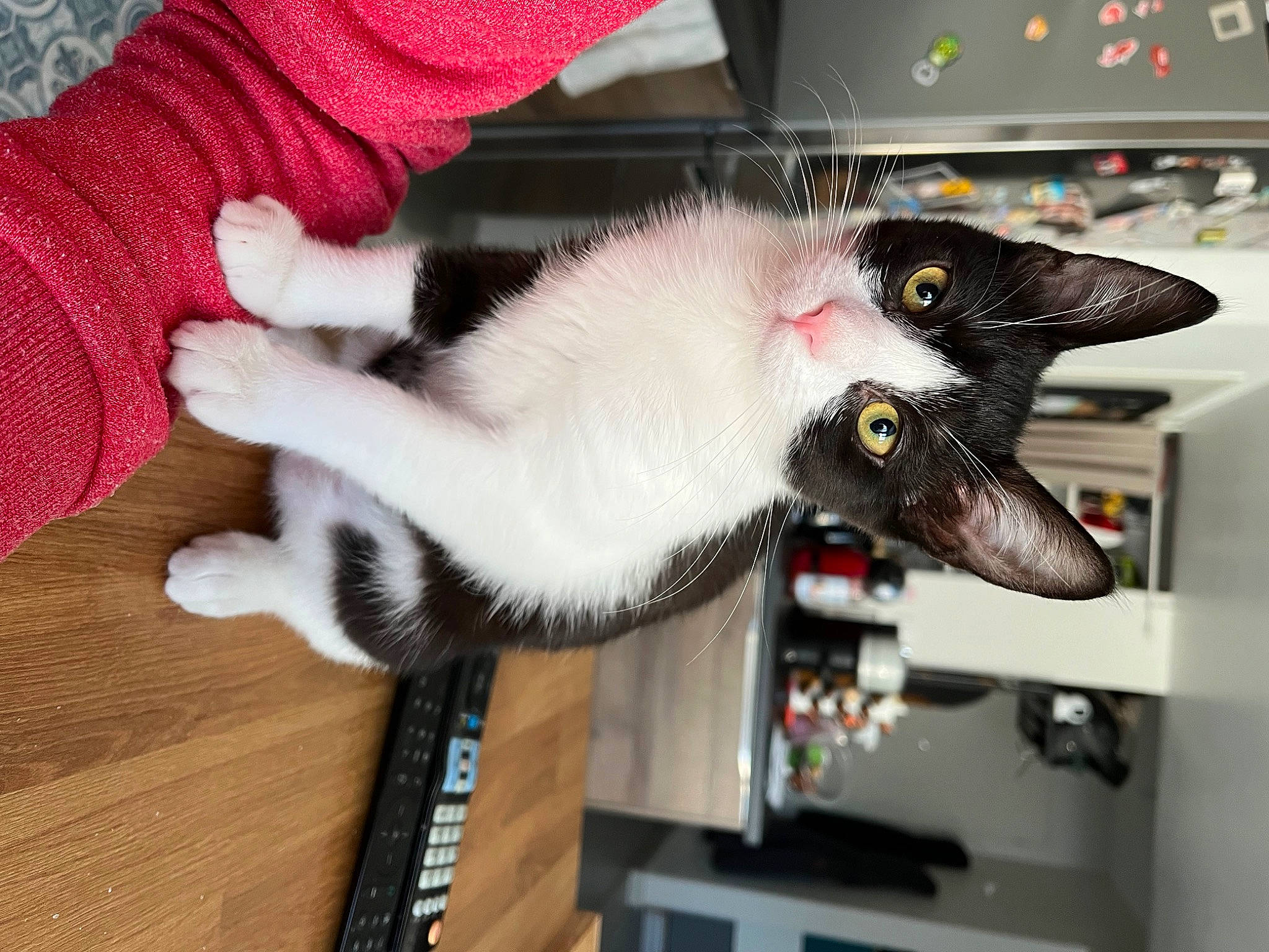 Happie a rejoint le concours — aidez-le/la à gagner de superbes lots ! carnivore, cat, claw, domestic_short_haired_cat, felidae, fur, hardwood, paw, shelf, small_to_medium_sized_cats, tail, whiskers, woolen, woven_fabric