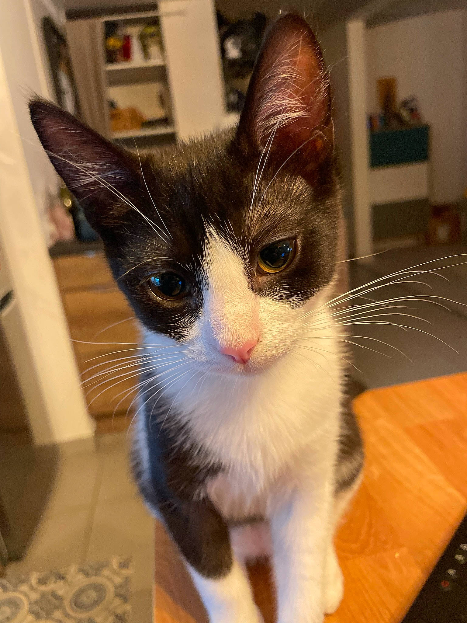 Happie a rejoint le concours — aidez-le/la à gagner de superbes lots ! carnivore, cat, claw, domestic_short_haired_cat, felidae, flooring, foot, fur, hardwood, paw, peripheral, picture_frame, small_to_medium_sized_cats, snout, table, tail, whiskers